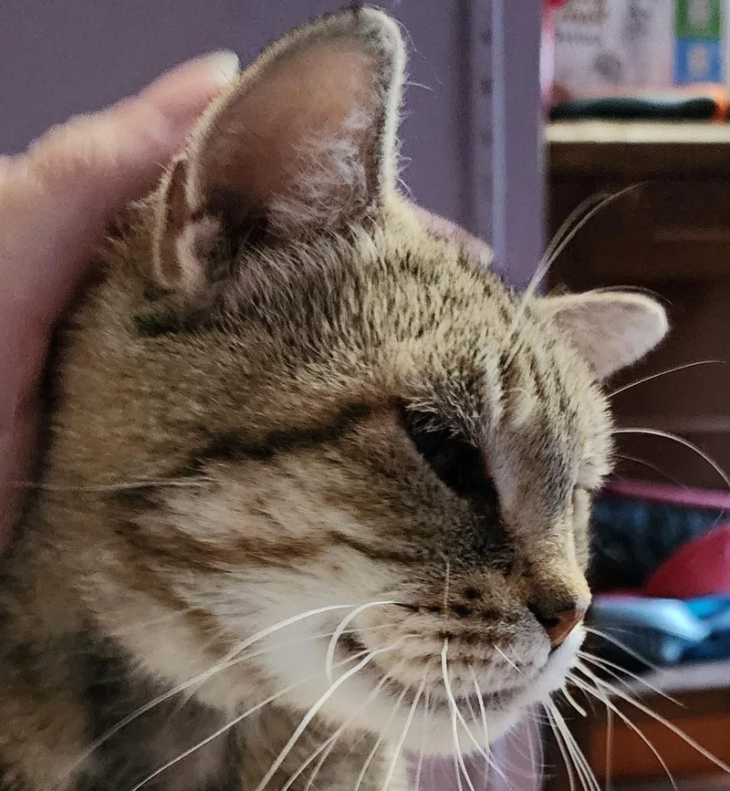 Chrysalis thumbnail 3