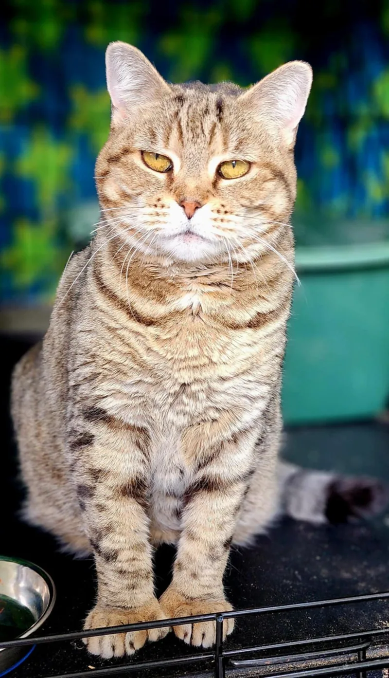 Chrysalis thumbnail 4