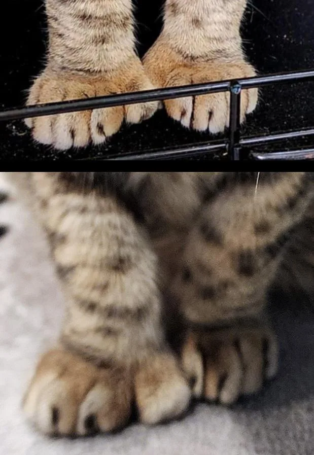 Chrysalis thumbnail 5