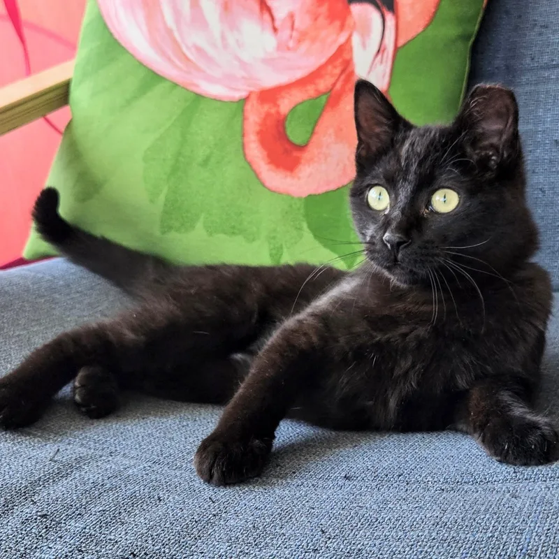 Mica Holmlund thumbnail 2