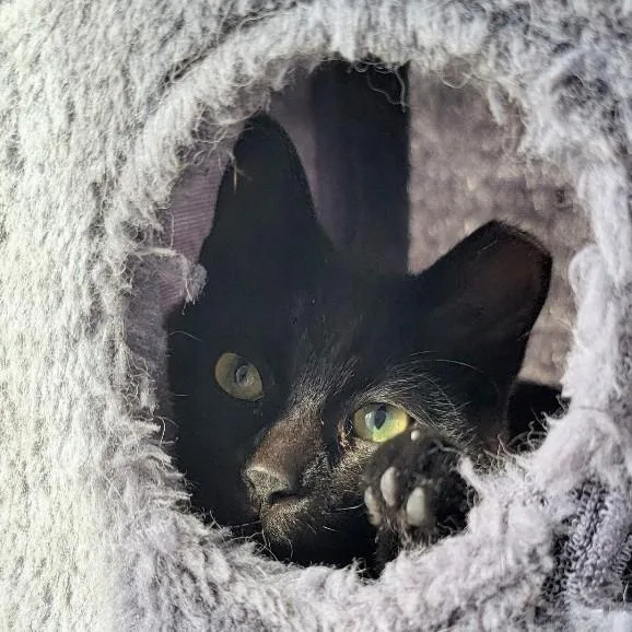 Mica Holmlund thumbnail 3