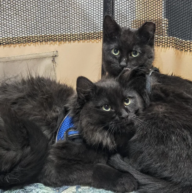 Mica Holmlund thumbnail 5