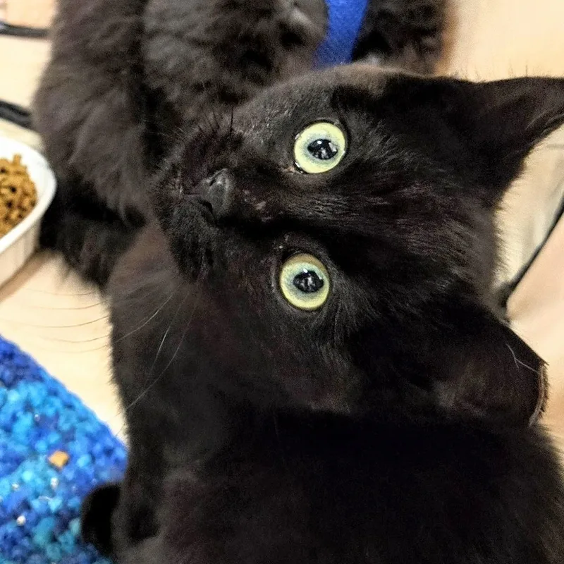 Mica Holmlund thumbnail 6