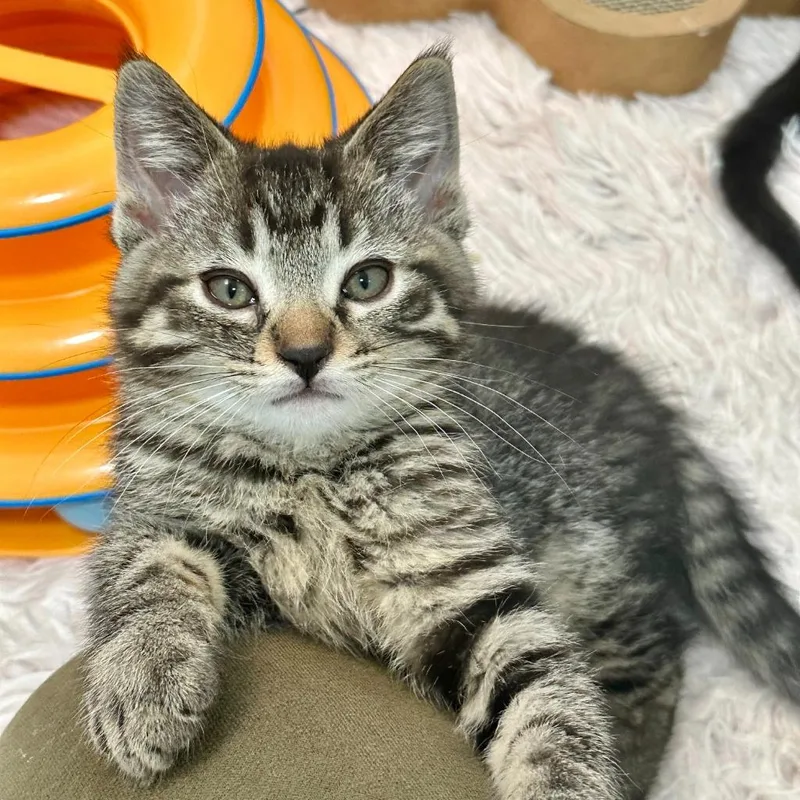 A young medium-sized male Tabby (Buff / Tan / Fawn) Domestic Short Hair cat named Romano for adoption in Pontiac, MI