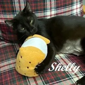 Shelly Belly Sweet
