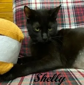 Shelly Belly  Sweet thumbnail 2