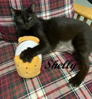 Shelly Belly  Sweet thumbnail 3