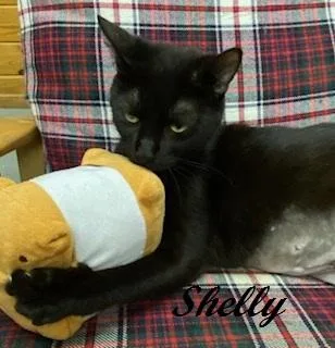 Shelly Belly  Sweet thumbnail 4