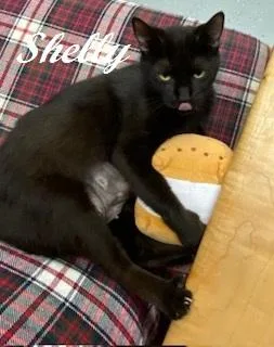 Shelly Belly  Sweet thumbnail 5