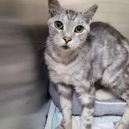 An adult large-sized male Domestic Short Hair cat named Romeo for adoption in Memphis, TN