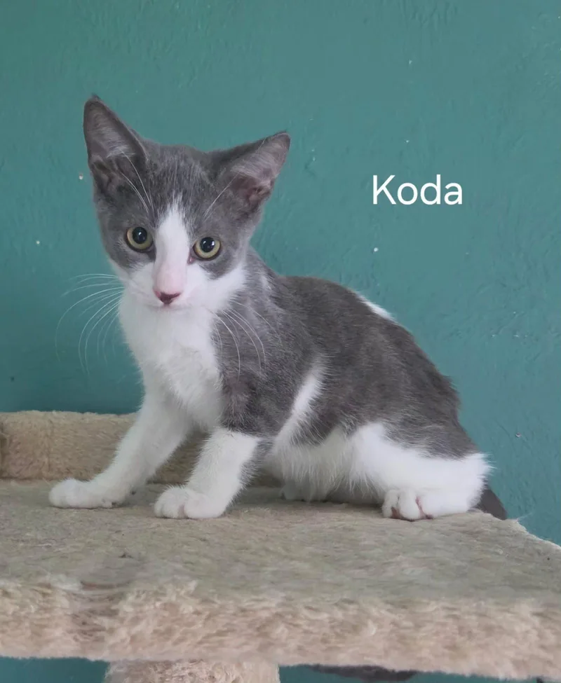 A baby medium-sized male Gray & White Domestic Short Hair cat named Koda for adoption in Oviedo, FL