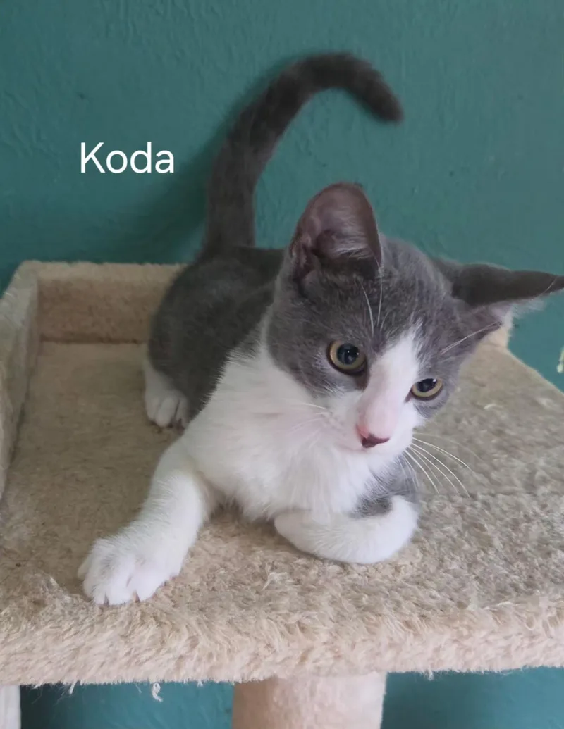 Koda thumbnail 2
