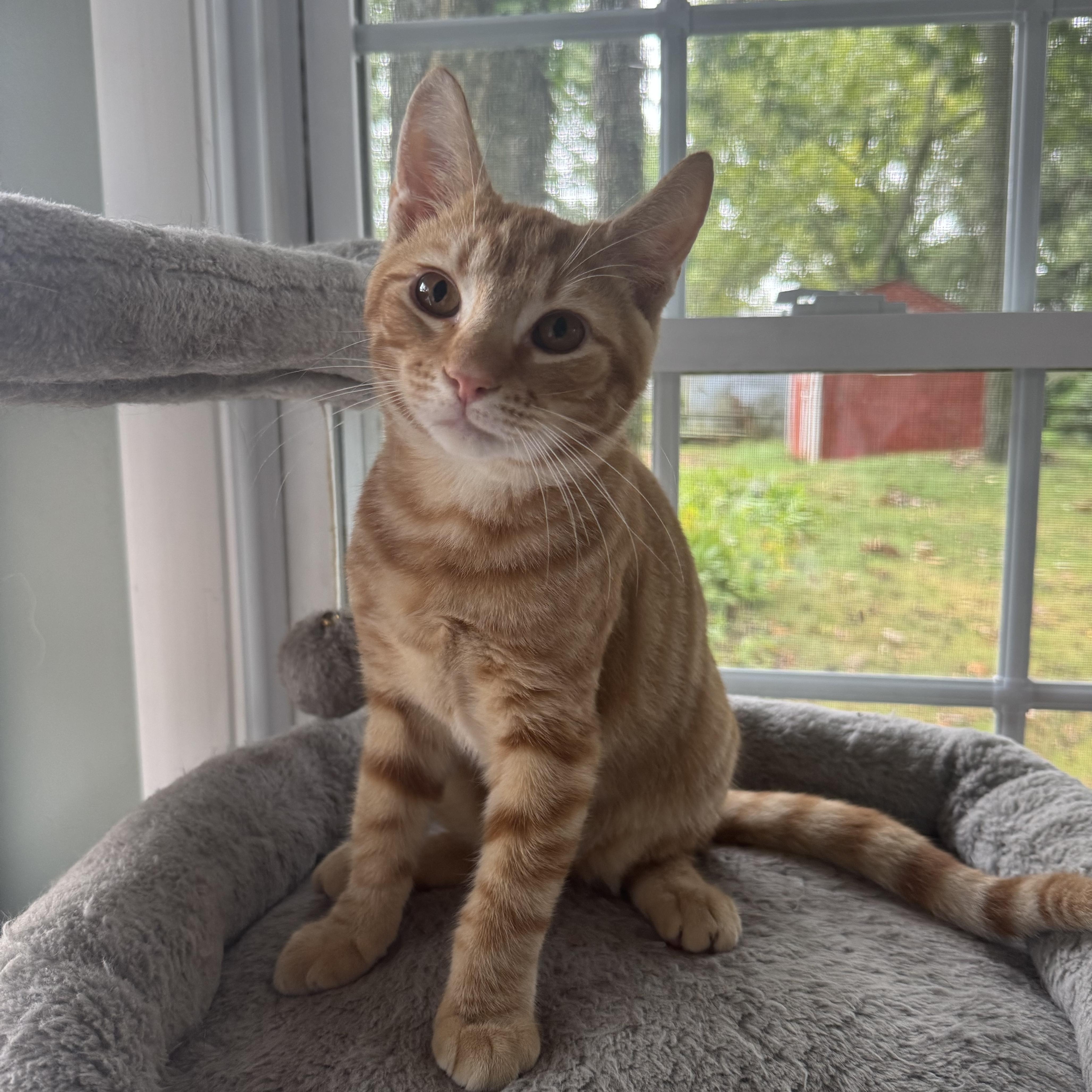 A baby medium-sized male Domestic Short Hair cat named Mulligan for adoption in York, PA