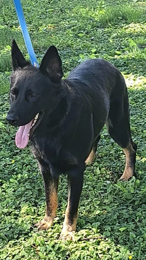 A young medium-sized male German Shepherd Dog dog named Scooby for adoption in Columbia, IL