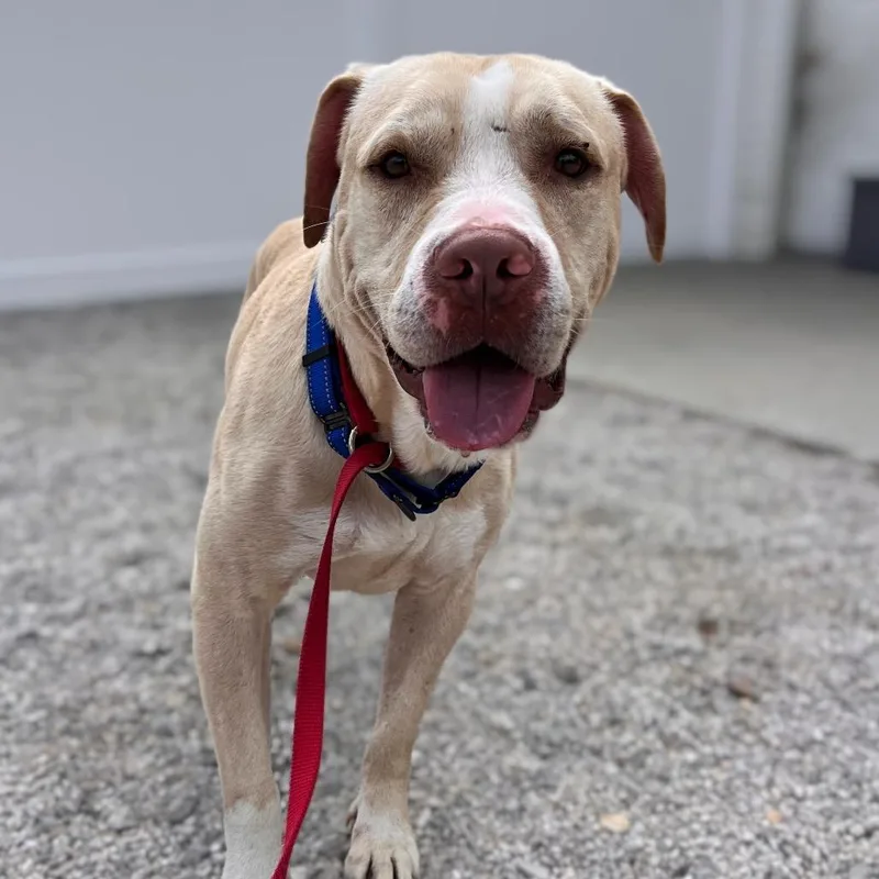 An adult large-sized male Yellow / Tan / Blond / Fawn Pit Bull Terrier dog named Timmy for adoption in St. Peters, MO