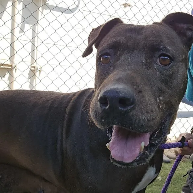 An adult large-sized female Pit Bull Terrier dog named Mistique for adoption in Mesa, AZ