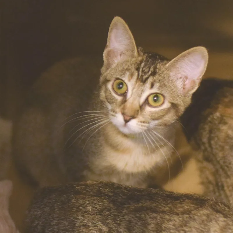 A baby small-sized female Torbie Domestic Short Hair cat named Arby for adoption in Belleville, IL