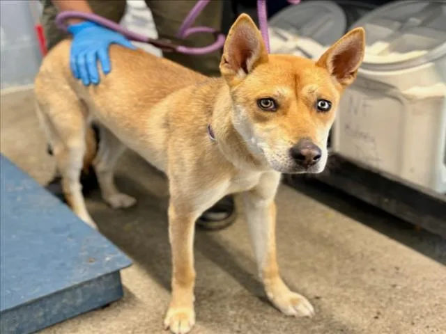 A young medium-sized female Australian Cattle Dog / Blue Heeler dog named Ice Cream Sundae for adoption in Woodland, CA