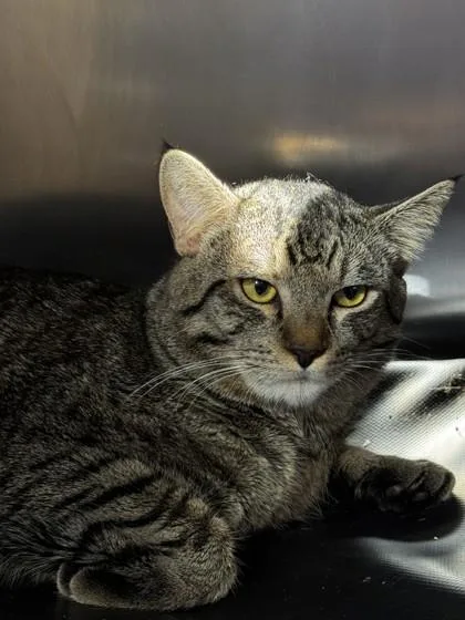 An adult small-sized male Domestic Short Hair cat named Pallas for adoption in Roseville, CA