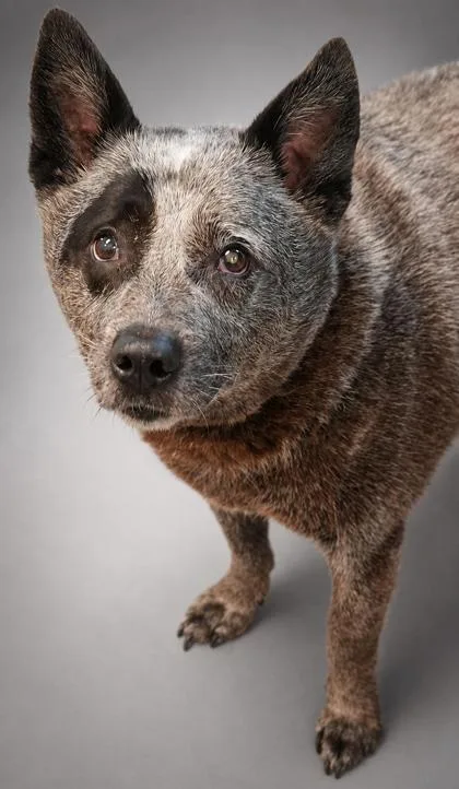 A young medium-sized female Australian Cattle Dog / Blue Heeler dog named Storm for adoption in Bowling Green, KY