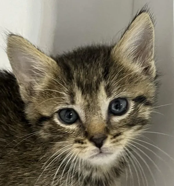 A baby small-sized female Domestic Short Hair cat named Sakari for adoption in San Diego, CA
