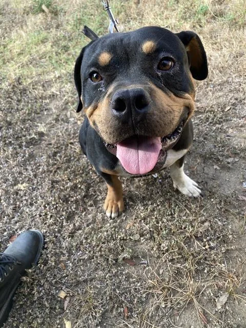 A young large-sized male Mixed Breed dog named Belmont for adoption in Dallas, TX