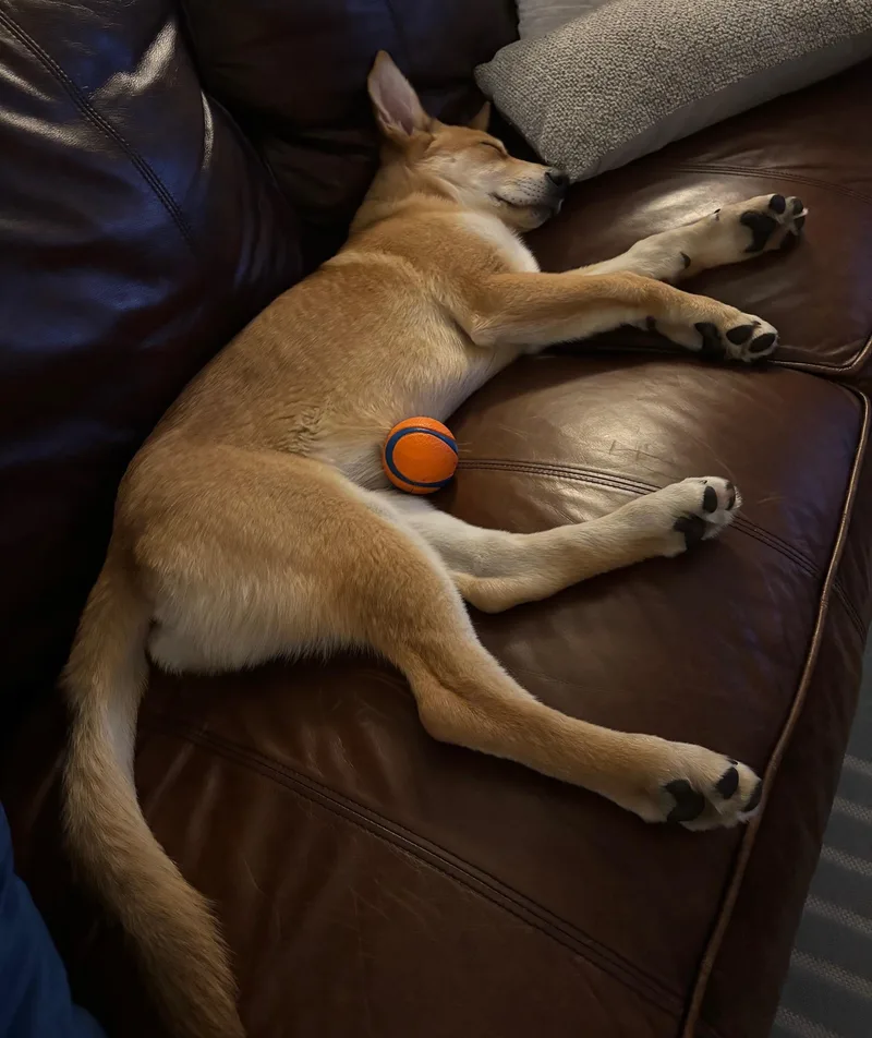 A baby large-sized female Apricot / Beige Shepherd dog named Winnie for adoption in Dallas, TX