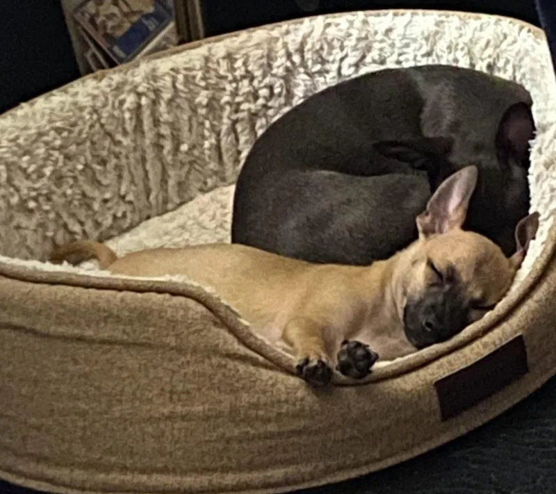 A baby small-sized male Apricot / Beige Chihuahua dog named Milo for adoption in Floral Park, NY