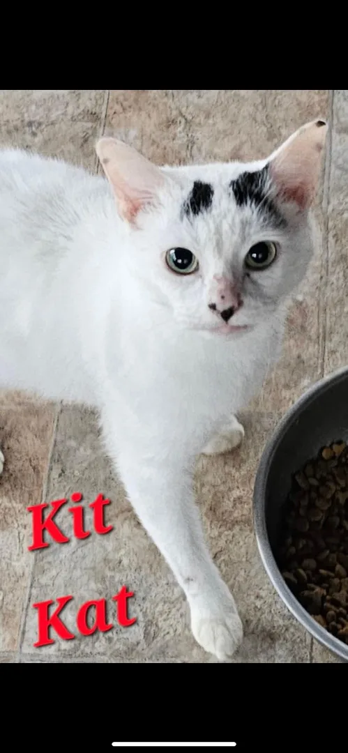 Kit Kat thumbnail 3