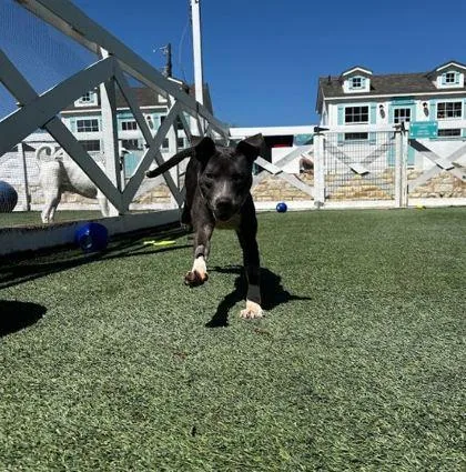 An adult medium-sized male Pit Bull Terrier dog named Slate for adoption in Fort Worth, TX