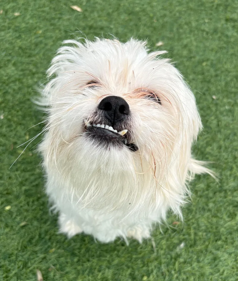 A young small-sized male Maltese dog named Buttermilk for adoption in Norwalk, CT