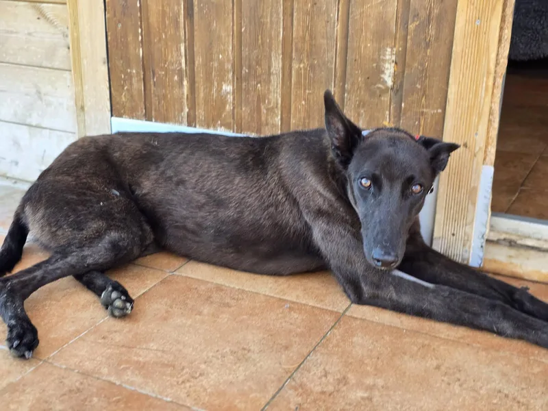 A young large-sized male Greyhound dog named Sherlock N Reggie for adoption in Winter Park, FL