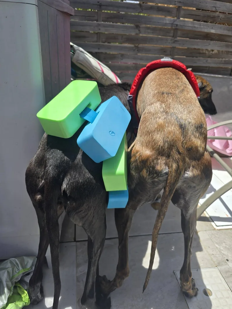 Sherlock N Reggie thumbnail 3