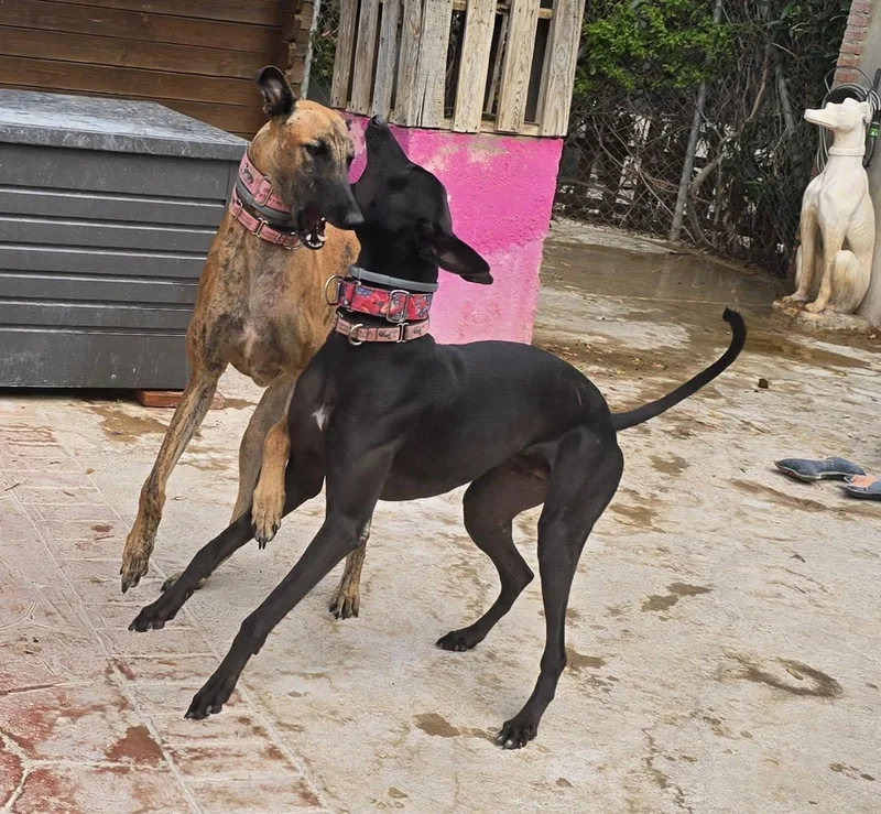 Sherlock N Reggie thumbnail 4