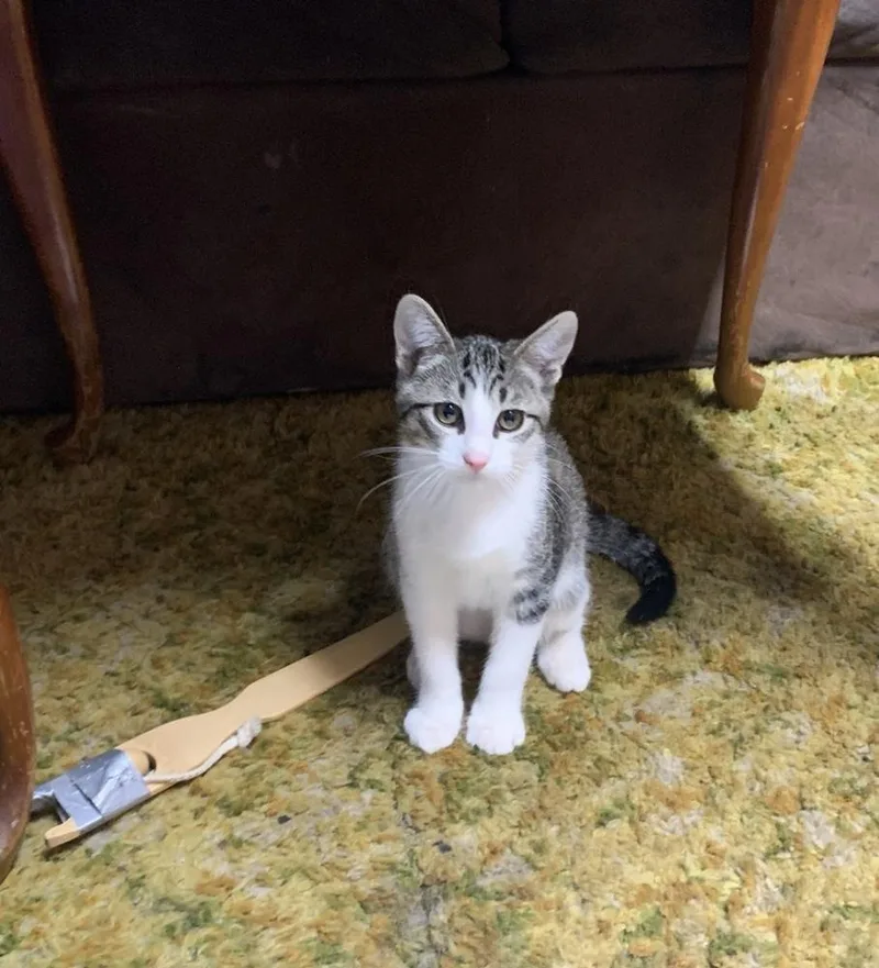 Leo