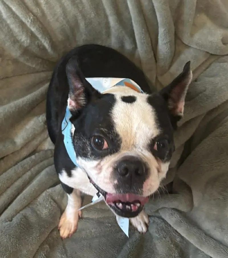 An adult medium-sized male Boston Terrier dog named Ollie for adoption in Van Vleck, TX