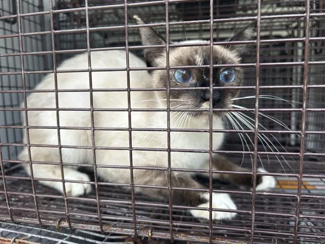 A young medium-sized female Siamese cat named A for adoption in Houston, TX