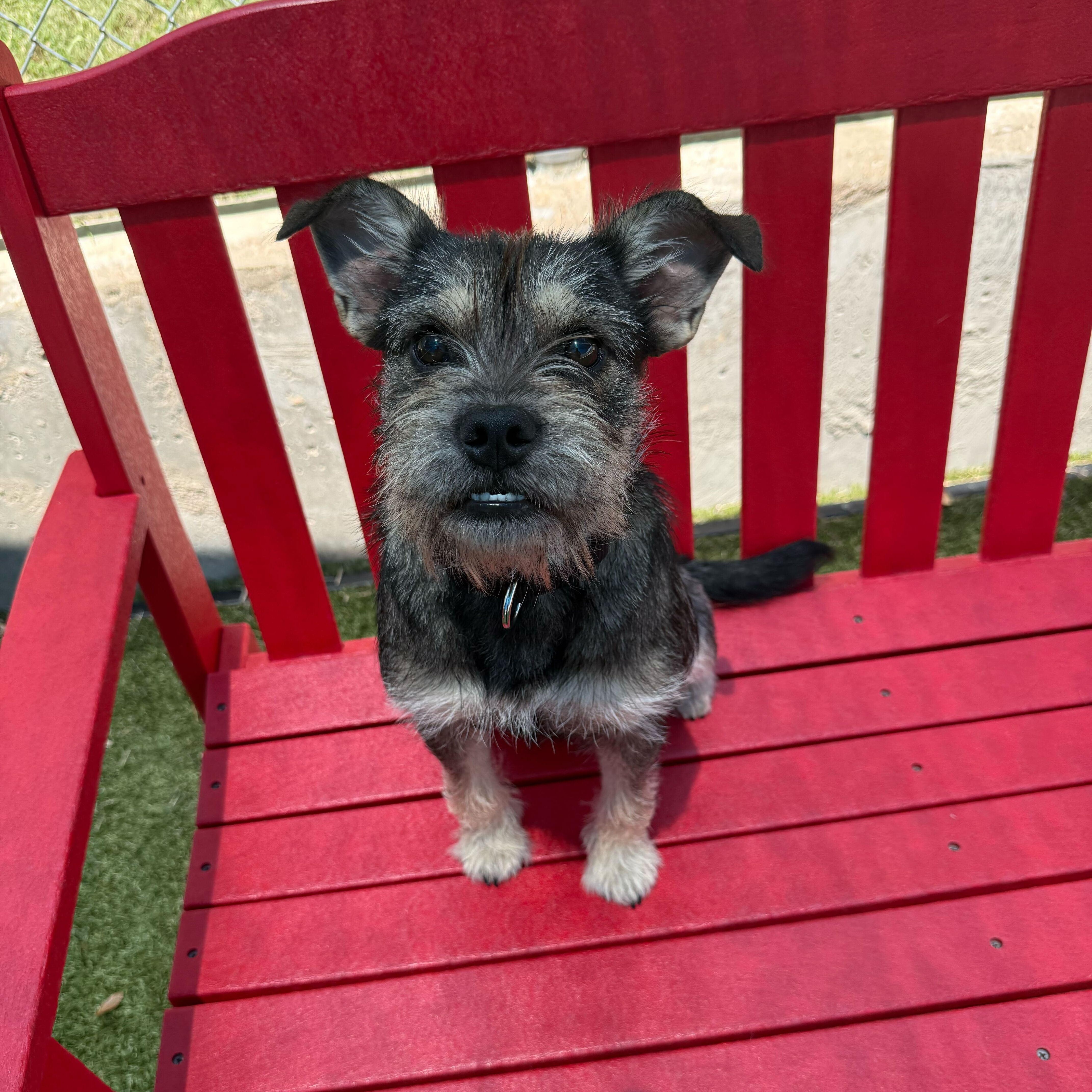 An adult small-sized female Schnauzer dog named Rosemary for adoption in Portland, ME