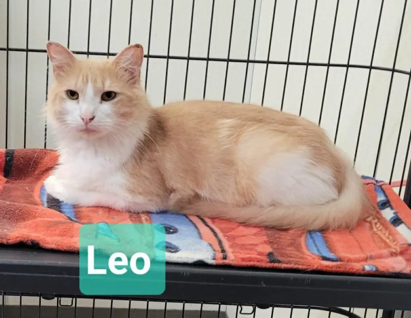 A young medium-sized male Domestic Medium Hair cat named Leo for adoption in Richmond, IN