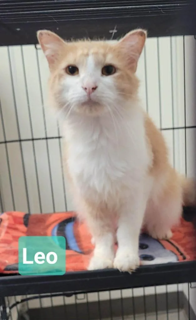 Leo thumbnail 2