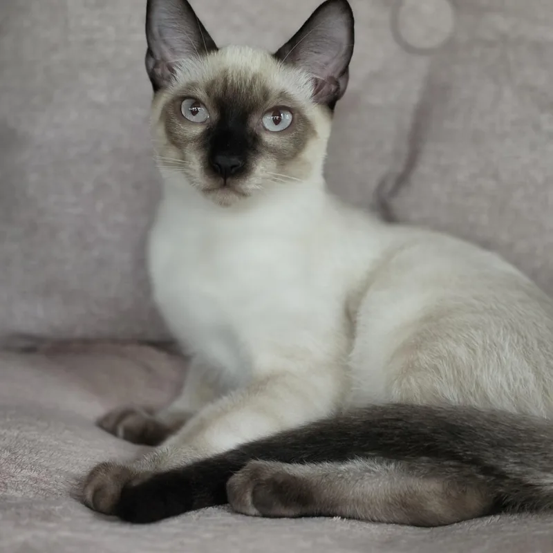 A baby large-sized male Siamese cat named Orlin for adoption in Medford, WI