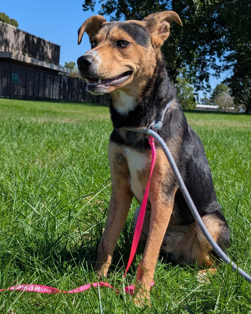 A young medium-sized male Hound dog named Carver for adoption in Valparaiso, IN