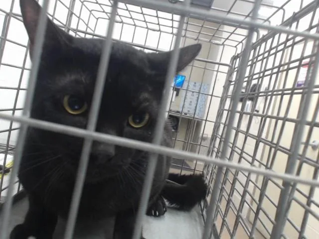 A young small-sized male Domestic Short Hair cat named Binx for adoption in Orlando, FL