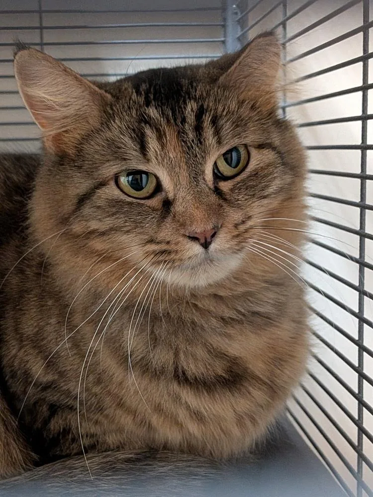 Goldie Hawn thumbnail 3