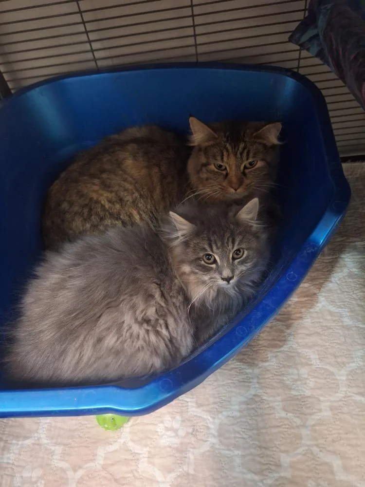 Goldie Hawn thumbnail 4