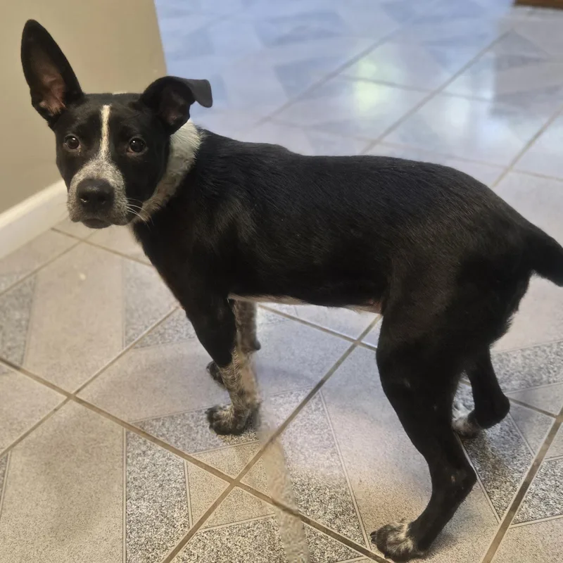 A young medium-sized male Black Lancashire Heeler dog named Uno for adoption in Normal, IL