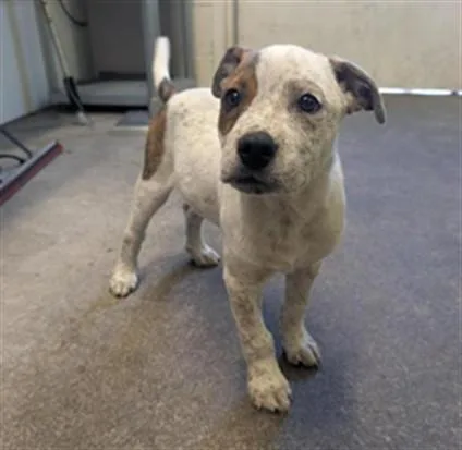 A baby small-sized male Pit Bull Terrier dog named Richard for adoption in Sacramento, CA