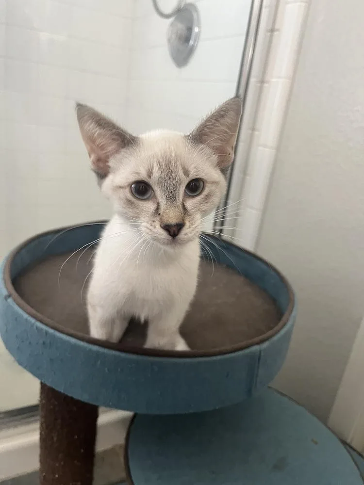A baby small-sized male Siamese cat named Yamal for adoption in Dallas, TX