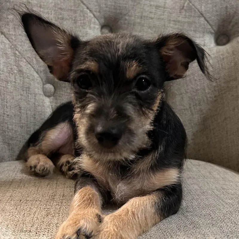 A young small-sized male Black Miniature Schnauzer dog named Bruce Springsteen for adoption in Las Vegas, NV