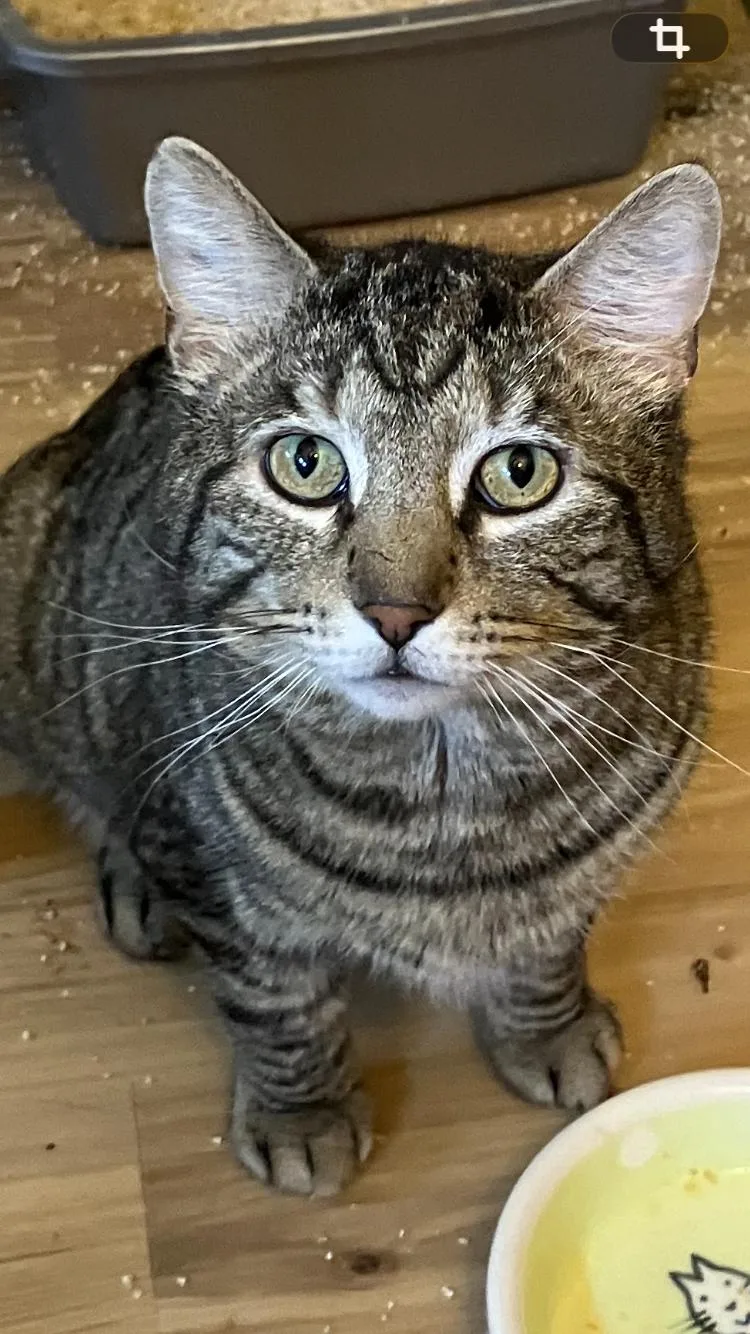 An adult medium-sized male Domestic Short Hair cat named Wadsworth for adoption in Bensalem, PA